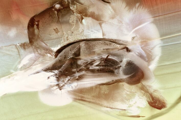 Detailed Fossil Tumbling Flower Beetle (Mordellidae) in Baltic Amber #330628